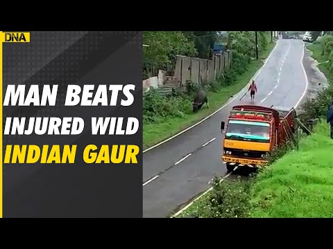 Tamil Nadu: Man mercilessly beats an injured Indian Gaur