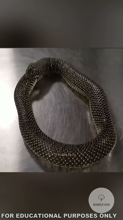 SNAKE BITES ITSELF !? #facts #amazing #information #interesting #snake #funny #nature