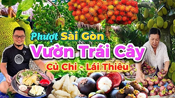 914. Quá vui ở vườn trái cây hái ăn tại chỗ huyện Củ Chi, ăn bánh bèo Mỹ Liên và măng cụt Lái Thiêu