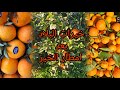 خيرات البلاد بعد أمطار الخير
