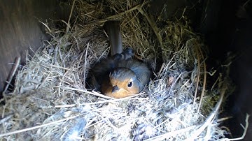 Nest Box Diary 2020 - Robin Nest Camera 1 (Tuesday 02 June 2020, 07:41:21)