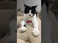 I’m Unsubscribing From This Drama 🎭! #cute #cat #funny #relatable