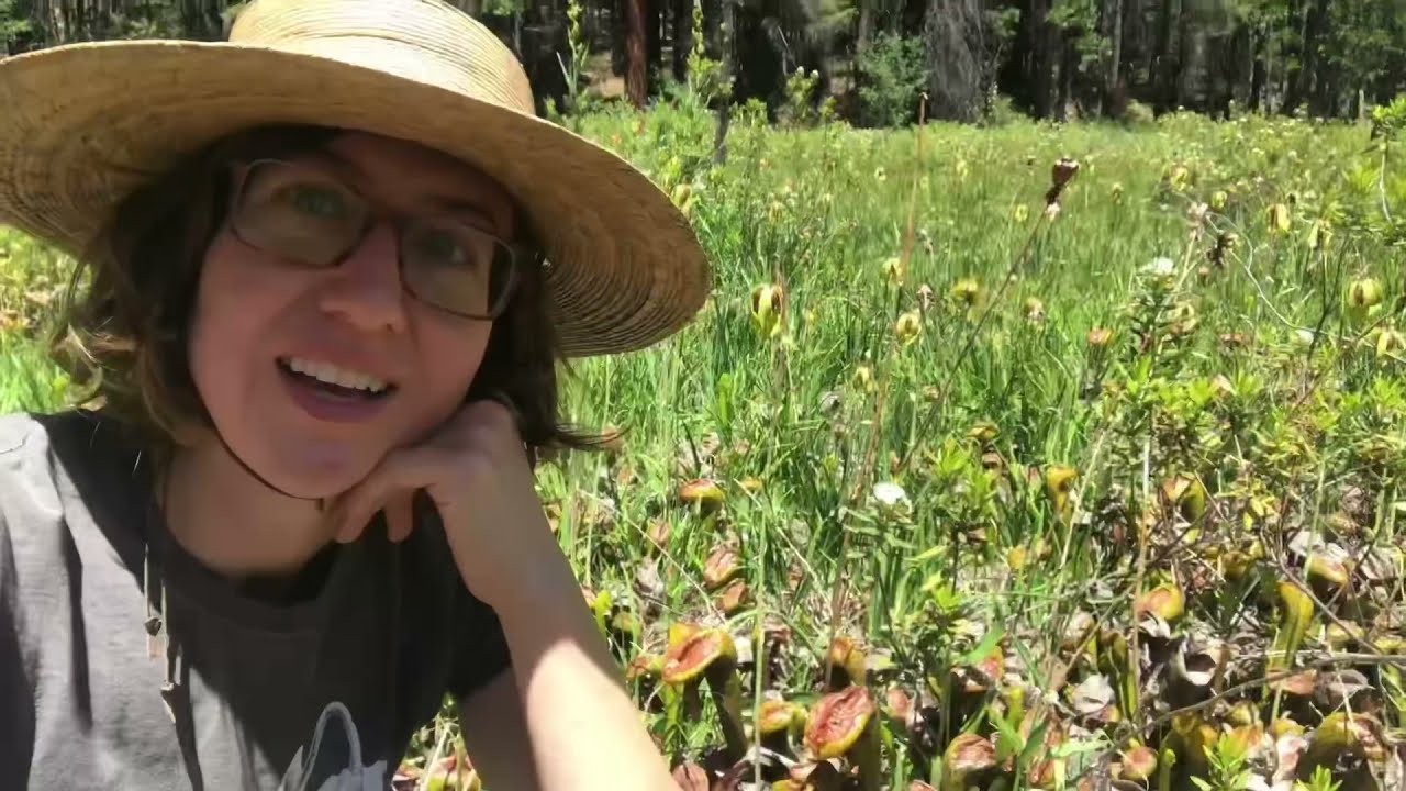 Дарлингтония, росянки и их среда обитания в Долине бабочек