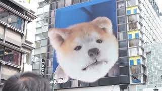 Giant 3D Akita inu puppy on Osaka billboard