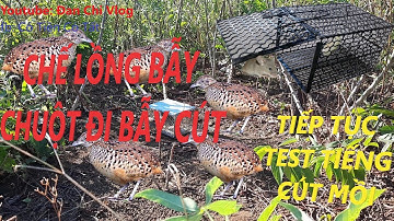 Bẫy cút rừng 2021/Bẫy cút rừng hay/Quail trap/Perangkap burung puyuh @Đan Chi Vlog