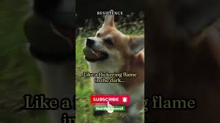 Illuminating Flame: Dogs' Unyielding Spirit#shorts #dog #death #inspiration #resilience #quotes Illuminating Flame: Dogs' Unyielding Spirit#shorts #dog #death #inspiration #resilience #quotes
