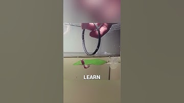 Do Fish Really Have Only a 3-Second Memory? #Shorts #RealOrRubbish