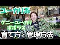 ユーカリ　グニーユーカリ　ポポラス　育て方・管理方法　＃001【おうちでガーデニング】開花園チャンネル