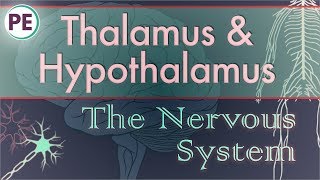 The Nervous System: Diencephalon - Thalamus & Hypothalamus