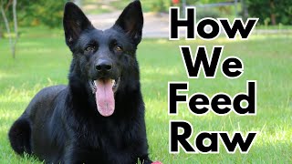 How we Feed our German Shepherds RAW!!! by German Shepherd Man Official Channel 1,488 views 2 months ago 2 minutes, 58 seconds