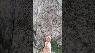 frog hunter #cat #petlovers #hunter