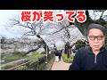 桜満開・千鳥ヶ淵散歩(2026)