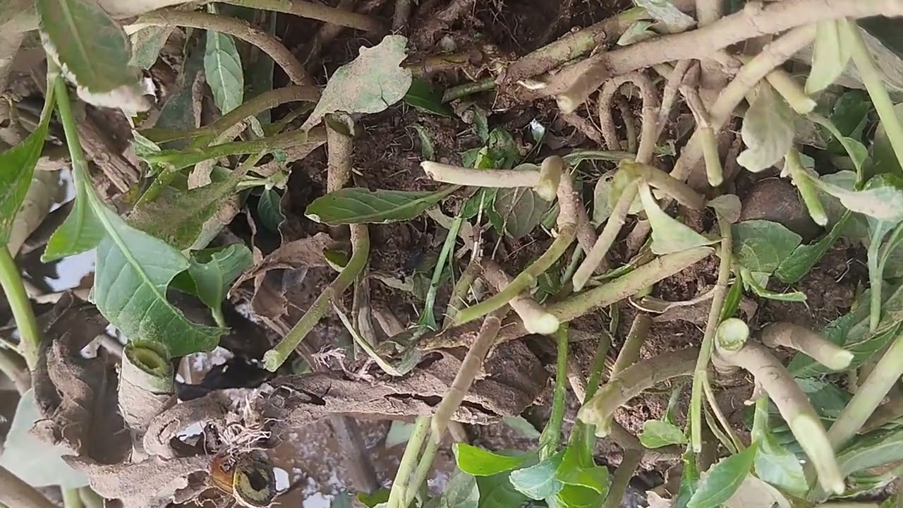 Mancing belut babun tapi sayang muncil belum rezeki