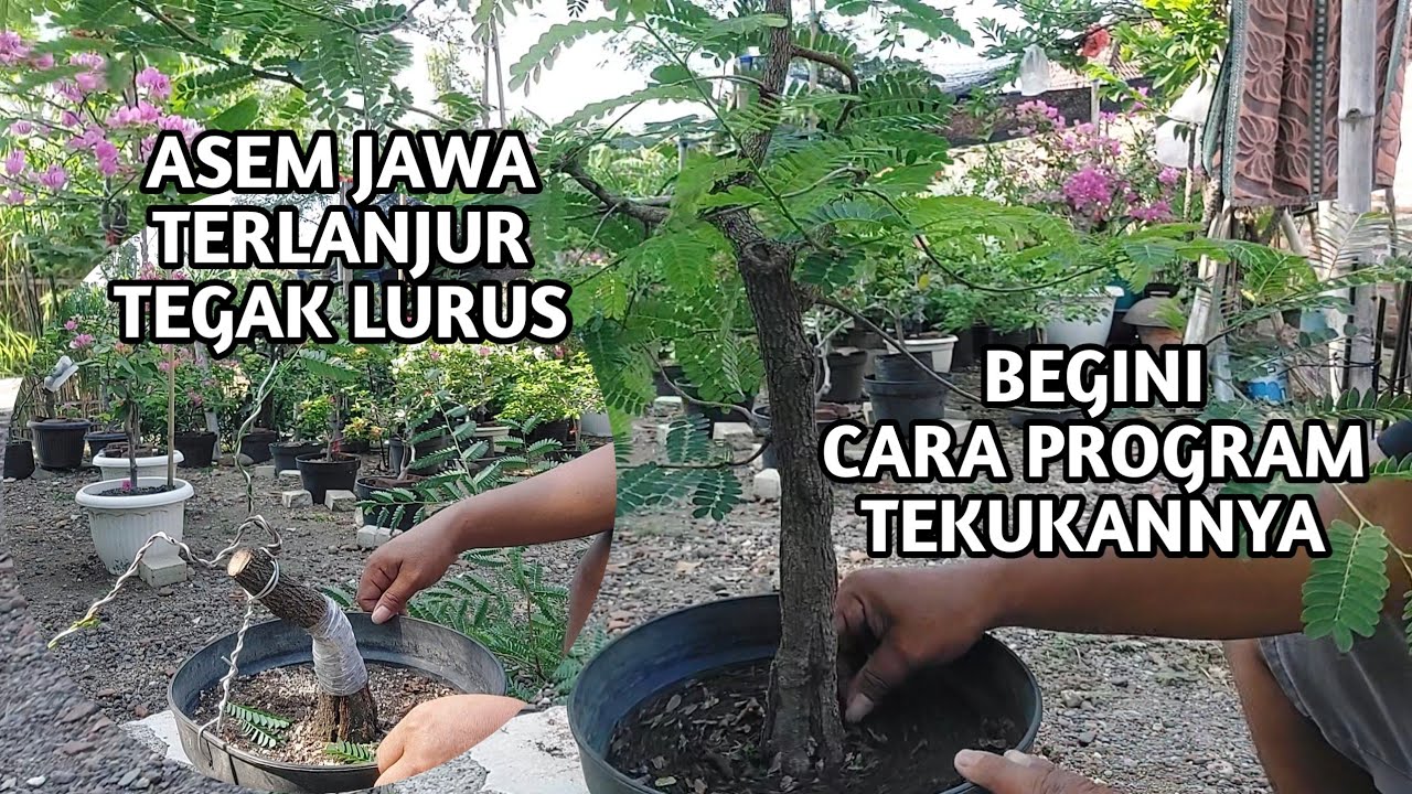 EXTRIM ‼️ CARA MUDAH MENEKUK BAHAN BONSAI ASEM JAWA BATANG LURUS