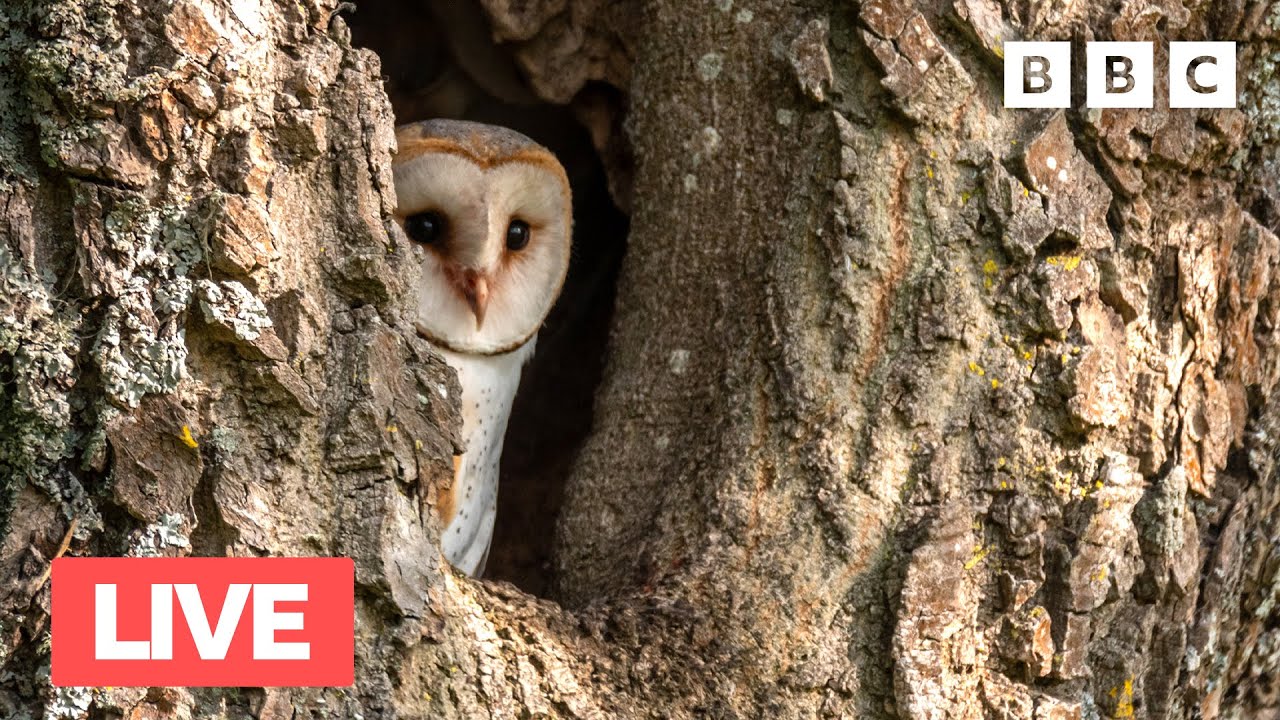 🔴 LIVE Springwatch Bird Cam 🐣 Day 9 2022 - BBC