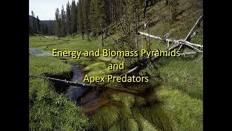 Lesson 2 Energy and Biomass Pyramids and Apex Predators