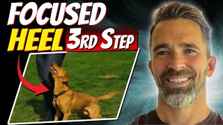 Teaching Your Dog a Focused Heel: Step 3