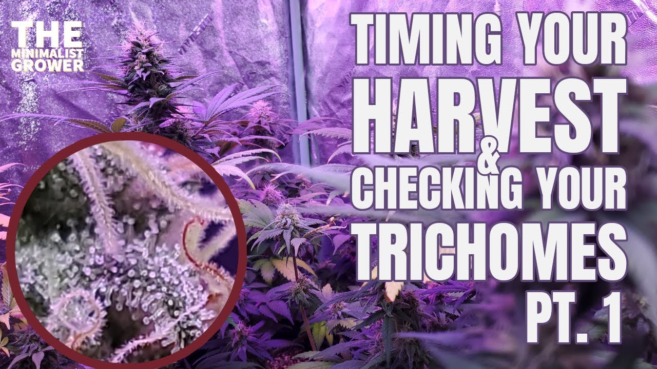 CHECKING YOUR TRICHOMES - Knowing When to HARVEST Your WEED Pt. 1 #grow #growguide