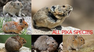 All Pika Species Complete List Of Pika Species Types Of Pika