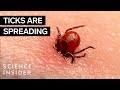 Why Ticks Are So Hard To Kill image