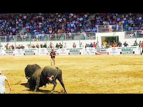 İLK HAMLEDE GÜREŞİ KAZANAN BOĞA... DENİZLİ BOĞA GÜREŞLERİ...