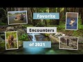 Top Wildlife Encounters of 2021. My favorite wildlife moments, some pictures taken along the way