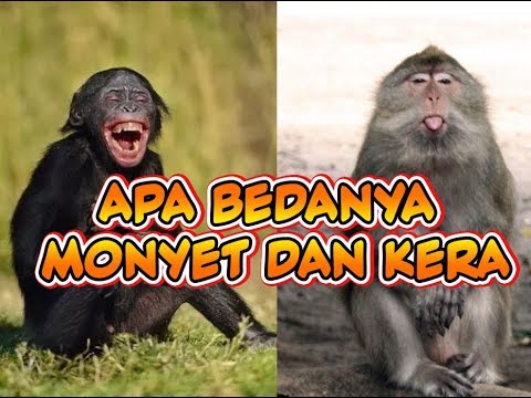 Video: Apakah kera itu monyet?