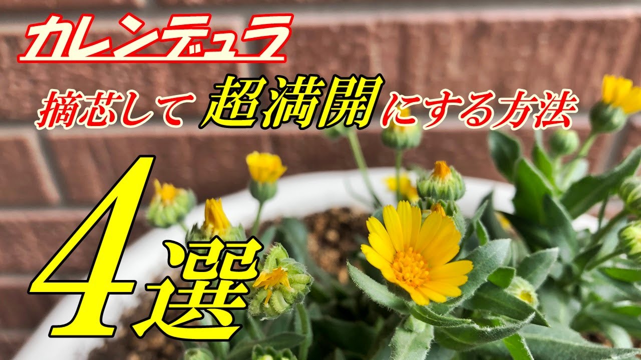 花】カレンデュラの育て方・摘芯 - YouTube