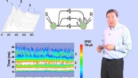 Mu-ming Poo (UC Berkeley, CAS Shanghai) Part 4: How Neural Circuits Learn Time Intervals