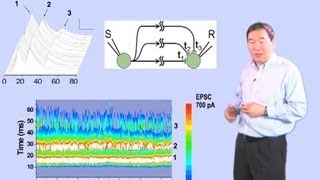 Mu-ming Poo (UC Berkeley, CAS Shanghai) Part 4: How Neural Circuits Learn Time Intervals