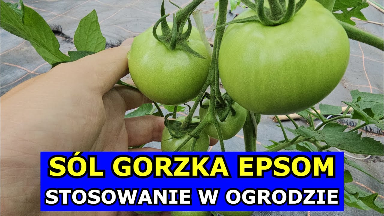 Sól Epsom na Pomidory, Ogórki, Warzywa, Owoce Kwiaty Iglaki. Gorzka Sól Stosowanie w Ogrodzie Uprawa