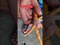 With onions you can cure blisters on your feet #roosterfarm #aseelbirds#chicken #shorts #ytshorts