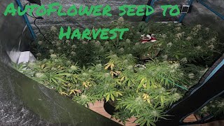 How to Grow AutoFlowers *EASY*