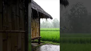 Peaceful Rainy Rice Field 🌧️🌿 | Relaxing Countryside Vibes #Shorts #trendingshorts