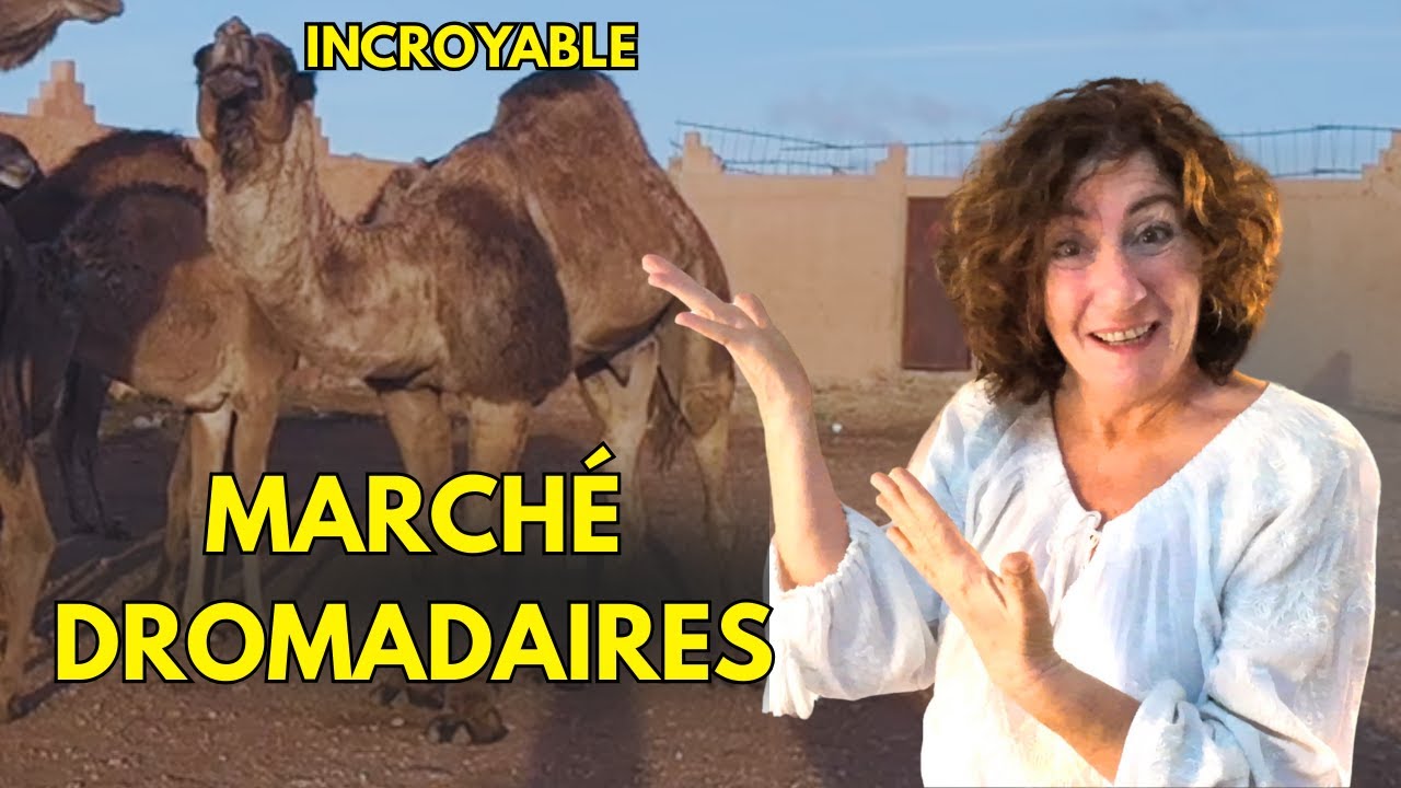Maroc : entre dromadaires et nomades (épisode 2 )