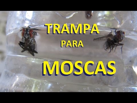 Como atrapar moscas