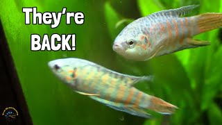 Checking Out a TON of Beautiful and Awesome New Fish! - Paradise Gouramis, Male Bettas, & More!