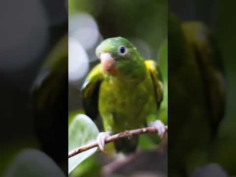 Golden-winged parakeet | Birds Shorts