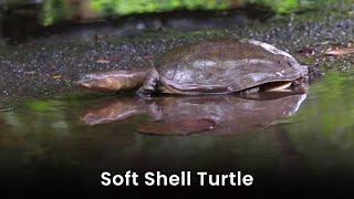 Soft Shell Turtle Video | Turtles In India
