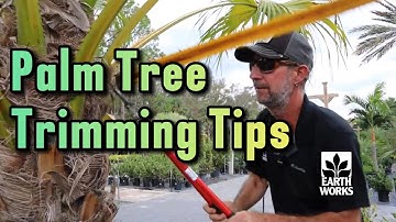 🌴 Palm Tree Trimming Tips for Northeast Florida | When & How to Prune Safely