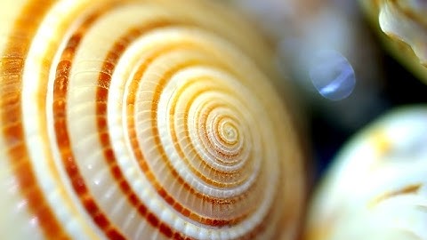 Shapes in Nature | Old Documentary | Natural Forms, Patterns, Shapes | Seashells, Plants & Animals