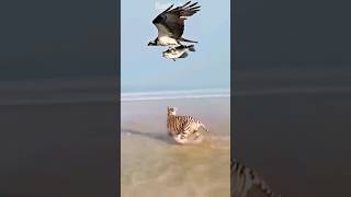 Pertemuan Burung Elang Vs Harimau Putih Di Pantai