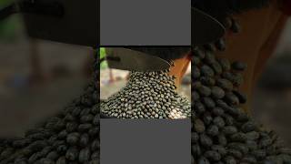       Deer Ticks Tamil Mini Facts shorts short