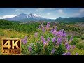 4K Nature Video - 3 Hours of Flowers, Mountains and Birds Sounds - Hummocks Trail, Mt. St. Helens
