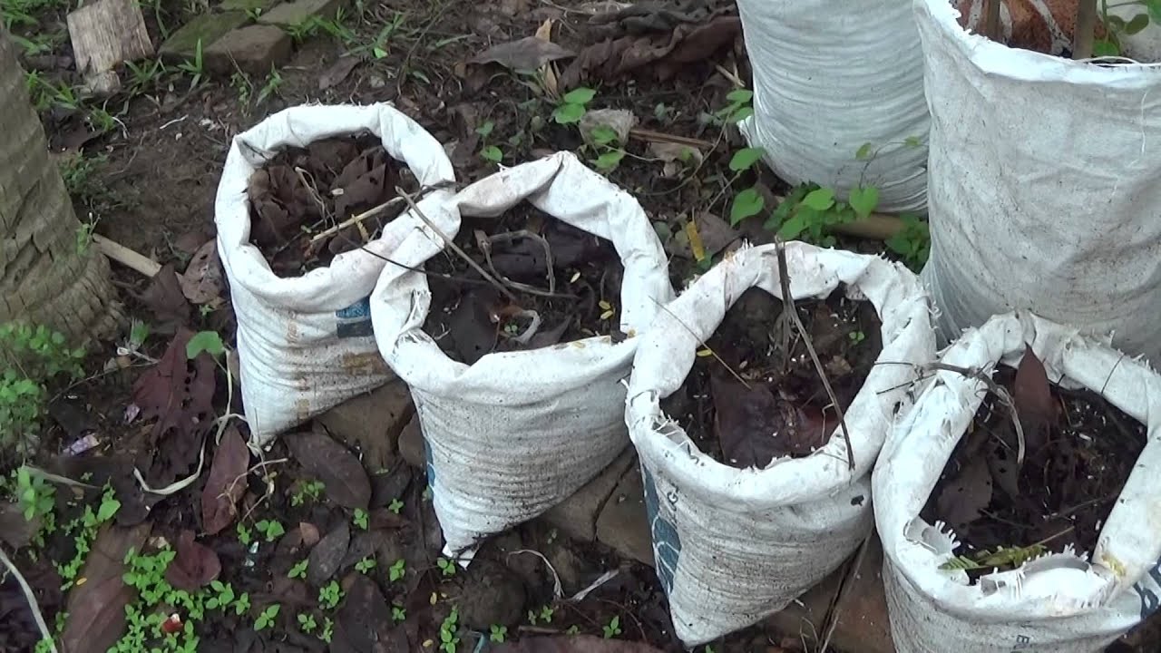 Image result for kompos daun kering dalam karung