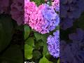 あなたがいなければとコラボ#山内惠介#shorts#あなたがいなければ#スマホ動画 #紫陽花#雨の日#雨#ファインダー越しの私の世界 #動画日記#花が好き#紫陽花が好き#雨の日が好き