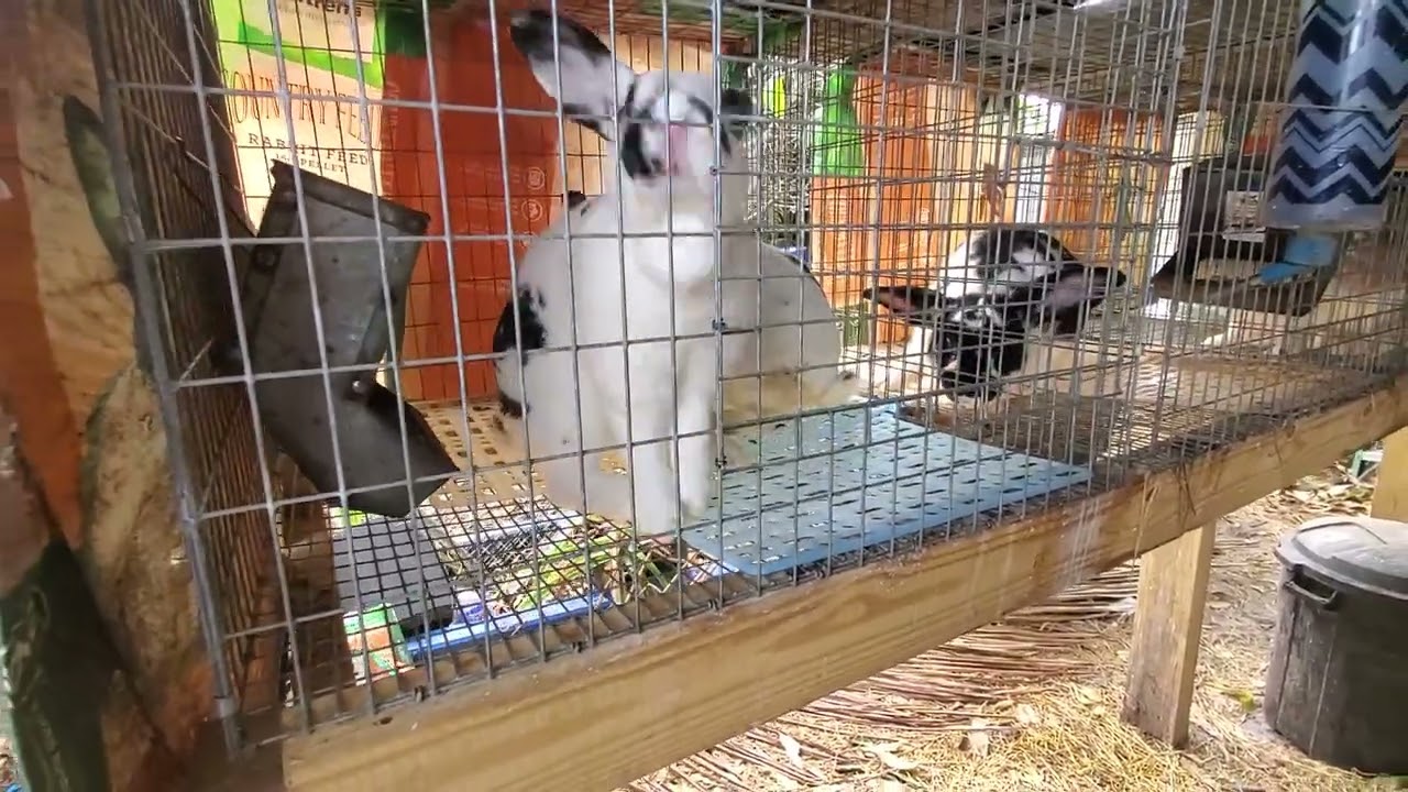 #@conejos#como#escoger#macho#reproductor#