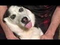 Dogs are so funny  they will definitely make you laugh – Funny DOG videos