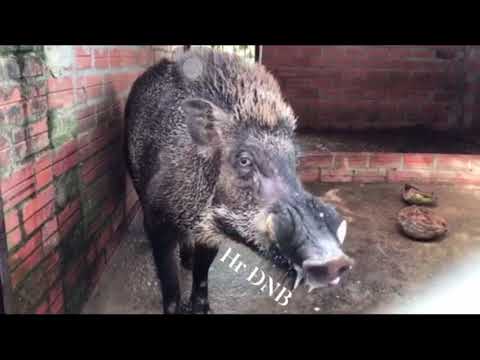 Video Cách Thiết Kế Chuồng Nuôi Heo Rừng Hiệu Quả và Cụ Thể... - youtube