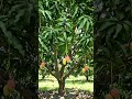 mango tree|#short #tree